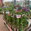 Clematis 'Summer Hybrids' Mixed Variety 2Ltr Pot -Water N Plants Sales Store 5025338003023