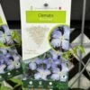 Clematis 'Blue Angel' Climbing Plant 2Ltr Pot -Water N Plants Sales Store 5025338003320