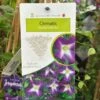 Clematis 'Little Bas' Climber 3Ltr Pot -Water N Plants Sales Store 5025338005324