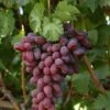 Grape 'Crimson Seedless' 3Ltr Pot -Water N Plants Sales Store 5025338005676