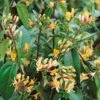 Lonicera Japonica 'Copper Beauty' 3Ltr Pot -Water N Plants Sales Store 5025338005850