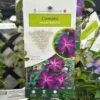 Clematis 'Night Veil' Climber 3Ltr Pot -Water N Plants Sales Store 5025338009056