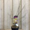 Chimonanthus Praecox 'Wintersweet' Plant 3Ltr Pot (NL) 1 Chimonanthus Praecox 'Wintersweet' Plant 3Ltr Pot (NL) -Water N Plants Sales Store 5026429421832