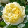 David Austin 'Charles Darwin' Yellow English Rose 6Ltr Pot 1 David Austin 'Charles Darwin' Yellow English Rose 6Ltr Pot -Water N Plants Sales Store 5031825015936 7f780bb1 f165 4e53 8a34 bdcaafd66cd6