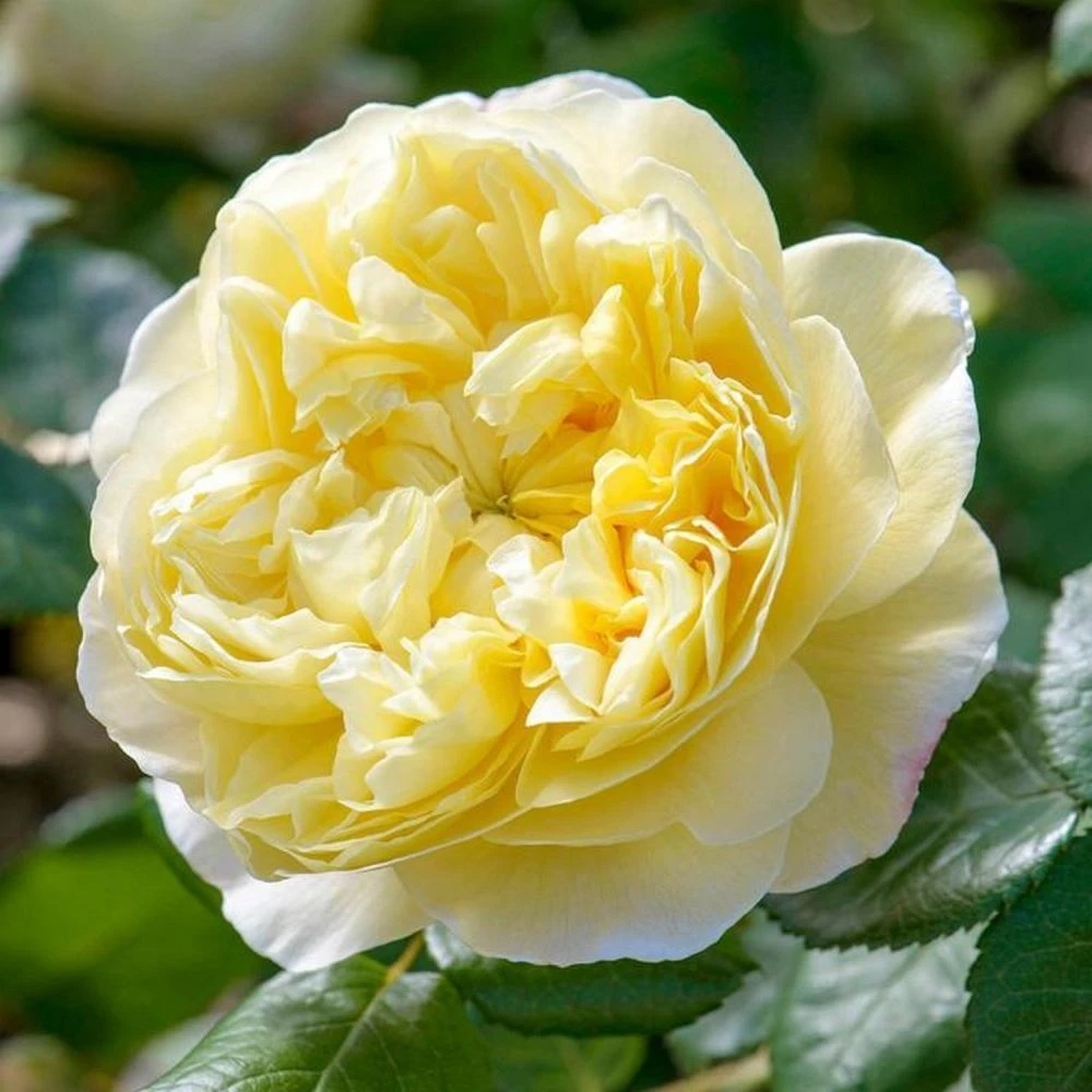 David Austin 'Charles Darwin' Yellow English Rose 6Ltr Pot 3 David Austin 'Charles Darwin' Yellow English Rose 6Ltr Pot