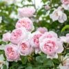 David Austin 'Wildeve' Light Pink English Shrub Rose6Ltr Pot -Water N Plants Sales Store 5031825015943 5027c6ed 77ab 4c58 870e cf05bf0bb449