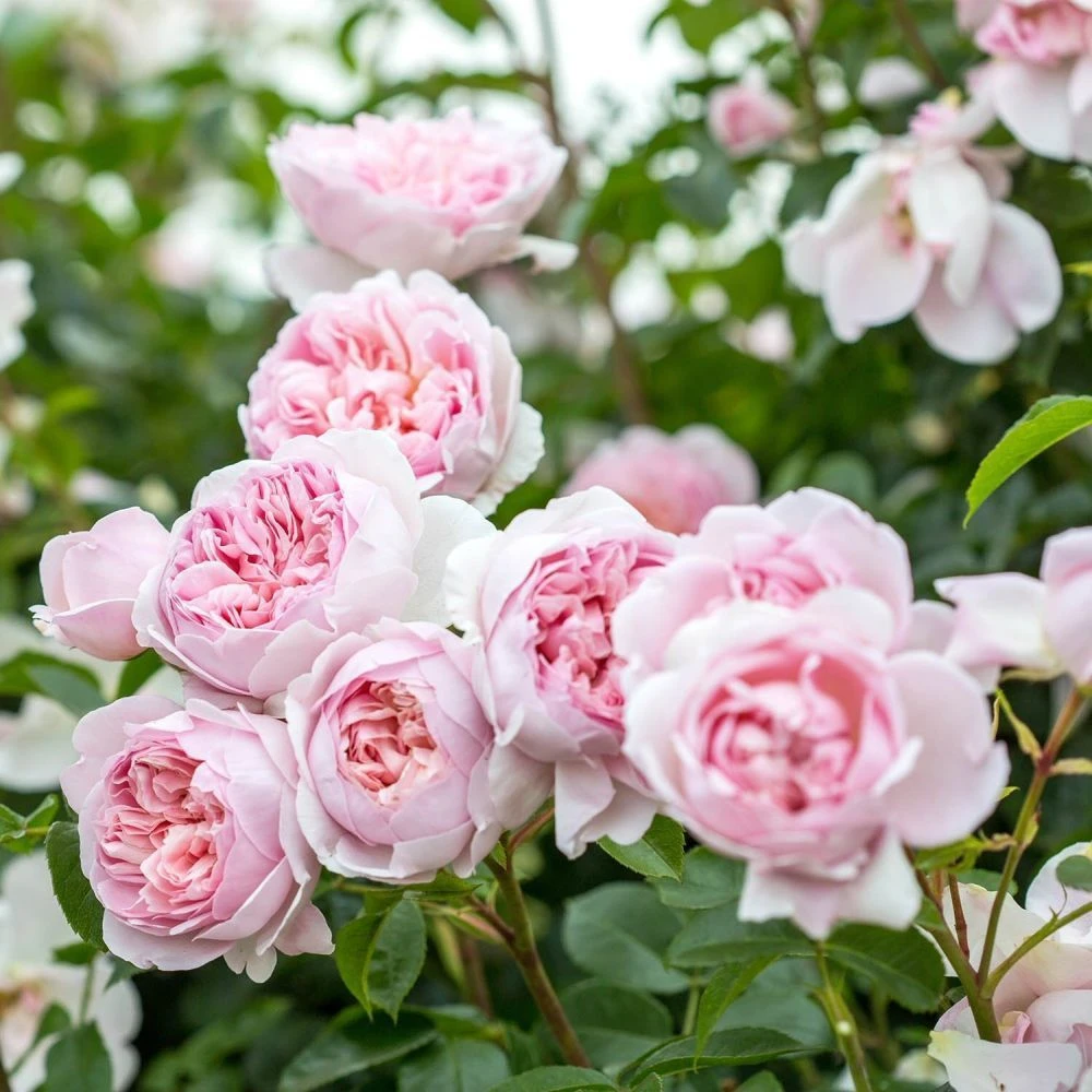 David Austin 'Wildeve' Light Pink English Shrub Rose6Ltr Pot 2 David Austin 'Wildeve' Light Pink English Shrub Rose6Ltr Pot