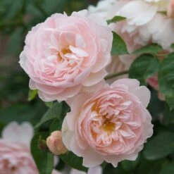 David Austin 'Gentle Hermione' Pink English Rose 6Ltr Pot 9 David Austin 'Gentle Hermione' Pink English Rose 6Ltr Pot -Water N Plants Sales Store 5031825016971 3