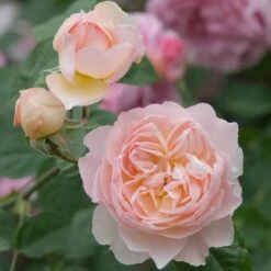 David Austin 'Gentle Hermione' Pink English Rose 6Ltr Pot 10 David Austin 'Gentle Hermione' Pink English Rose 6Ltr Pot -Water N Plants Sales Store 5031825016971 4