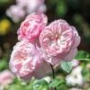 David Austin 'Gentle Hermione' Pink English Rose 6Ltr Pot 2 David Austin 'Gentle Hermione' Pink English Rose 6Ltr Pot -Water N Plants Sales Store 5031825016971 70f7597d 3b22 4ad1 86f0 fafd32a8e6d9