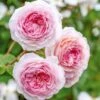 David Austin 'James Galway' Light Pink English Climbing Rose 6Ltr Pot -Water N Plants Sales Store 5031825017275
