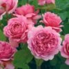 David Austin 'Princess Alexandra Of Kent' Bright Pink English Shrub Rose Plant 6Ltr Pot -Water N Plants Sales Store 5031825018364
