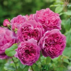 David Austin 'Young Lycidas' Pink English Shrub Rose 6Ltr Pot