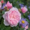 David Austin 'Wisley 2008' English Shrub Rose6Ltr Pot -Water N Plants Sales Store 5031825019019 f6461d5d 6d5f 4fd9 9f1d 772244bc6bfa