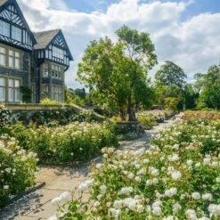 Water N Plants Sales Store -Water N Plants Sales Store 5031825019668 2