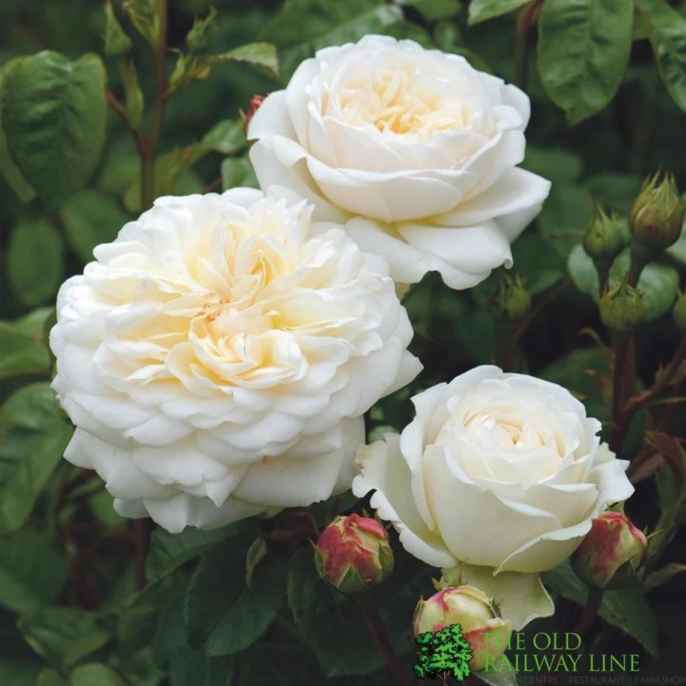 David Austin 'Tranquillity' White English Rose 6Ltr Pot 3 David Austin 'Tranquillity' White English Rose 6Ltr Pot