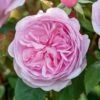 David Austin 'Olivia Rose Austin' Mid Pink English Rose 6Ltr Pot -Water N Plants Sales Store 5031825021081