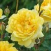 David Austin 'The Poet's Wife' Yellow English Rose 6Ltr Pot -Water N Plants Sales Store 5031825021098