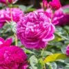 David Austin 'James L Austin' Deep Pink English Shrub Rose 6Ltr Pot -Water N Plants Sales Store 5031825021746 c6dc1f71 20e3 45ad a784 81cc6d2e06f3