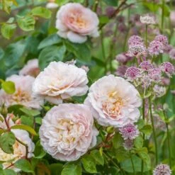David Austin 'Emily Brontë' Pink English Rose 6Ltr Pot -Water N Plants Sales Store 5031825021869 3 9b7506c8 1c1e 4c44 9a3b 79c60ca6b933