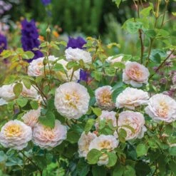 David Austin 'Emily Brontë' Pink English Rose 6Ltr Pot -Water N Plants Sales Store 5031825021869 5 fbe9841b df99 4482 a9d2 8bfe3d7a6101