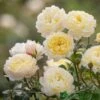 David Austin 'Nye Bevan' Yellow English Shrub Rose6Ltr Pot -Water N Plants Sales Store 5031825022170