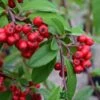 Cotoneaster 'Hybridus Pendulus' 12Ltr Pot -Water N Plants Sales Store 5038838003110