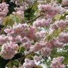 Prunus 'Kiku-Shidare-Zakura' Cherry Blossom Tree 10Ltr Pot -Water N Plants Sales Store 5038838004490 b8918439 8826 474a ac01 6b5f26ce4dd4