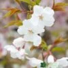 Prunus 'The Bride' Tree 12Ltr Pot -Water N Plants Sales Store 5038838004629