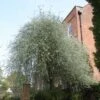 Pyrus Salicifolia 'Pendula' 12Ltr Pot -Water N Plants Sales Store 5038838005145