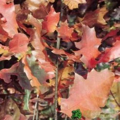 Red Oak Tree 'Quercus Rubra' 12Ltr Pot