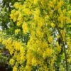 Laburnum Anagyroides ‘Yellow Rocket’ 12Ltr Pot 1 Laburnum Anagyroides ‘Yellow Rocket’ 12Ltr Pot -Water N Plants Sales Store 5038838106224 8a1010d9 be0c 4920 bfac 842d13215c2d