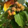 Crab Apple Tree 'Malus Golden Glory' 12Ltr Pot -Water N Plants Sales Store 5038838120336