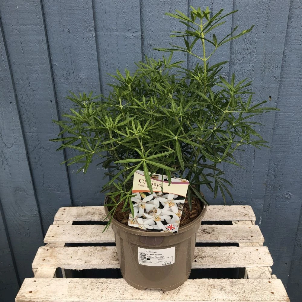 Choisya ? Dewitteana 'White Dazzler' Mexican Orange Plant 3Ltr Pot 3 Choisya ? Dewitteana 'White Dazzler' Mexican Orange Plant 3Ltr Pot