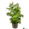 Sorbaria 'Sem' 3ltr Pot -Water N Plants Sales Store 5050704086607