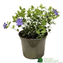 Vinca Minor 'Ralph Shugart' Plant 2Ltr Pot