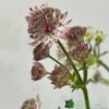 Astrantia 'Star Of Beauty' 2Ltr Pot 1 Astrantia 'Star Of Beauty' 2Ltr Pot -Water N Plants Sales Store 5050704149791 08debb63 f961 43cd a471 624d5a3604b2