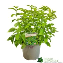 Caryopteris 'Hint Of Gold' 3Ltr Pot