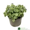 Brunnera Macrophylla 'Jack Frost' 3Ltr Pot -Water N Plants Sales Store 5050704243598