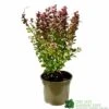 Berberis 'Orange Rocket' Japanese Barberry Plant 3 Ltr Pot -Water N Plants Sales Store 5050704285062