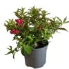 Weigela 'All Summer Red' Plant 3Ltr Pot -Water N Plants Sales Store 5050704374100
