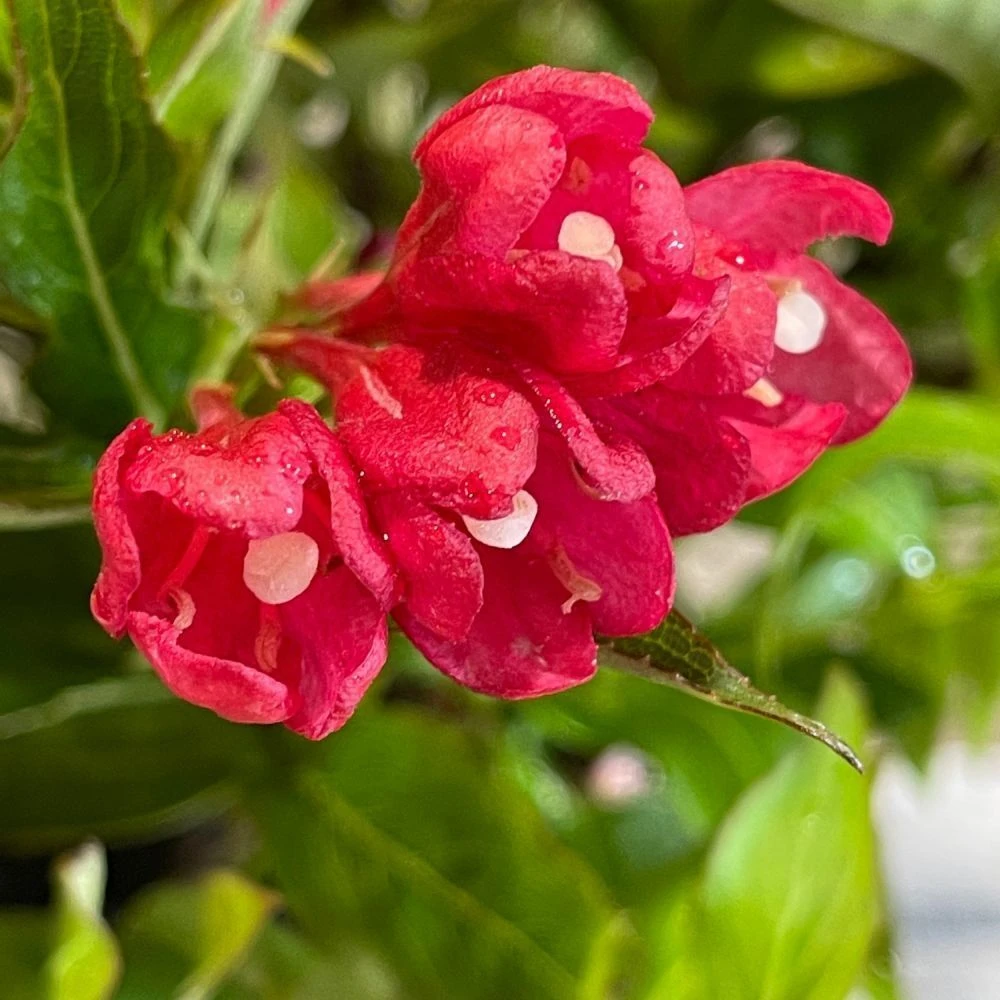 Weigela 'All Summer Red' Plant 3Ltr Pot 4 Weigela 'All Summer Red' Plant 3Ltr Pot - Image 2