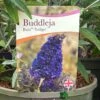 Buddleja Buzz 'Indigo' Plant 3Ltr Pot -Water N Plants Sales Store 5050704428308