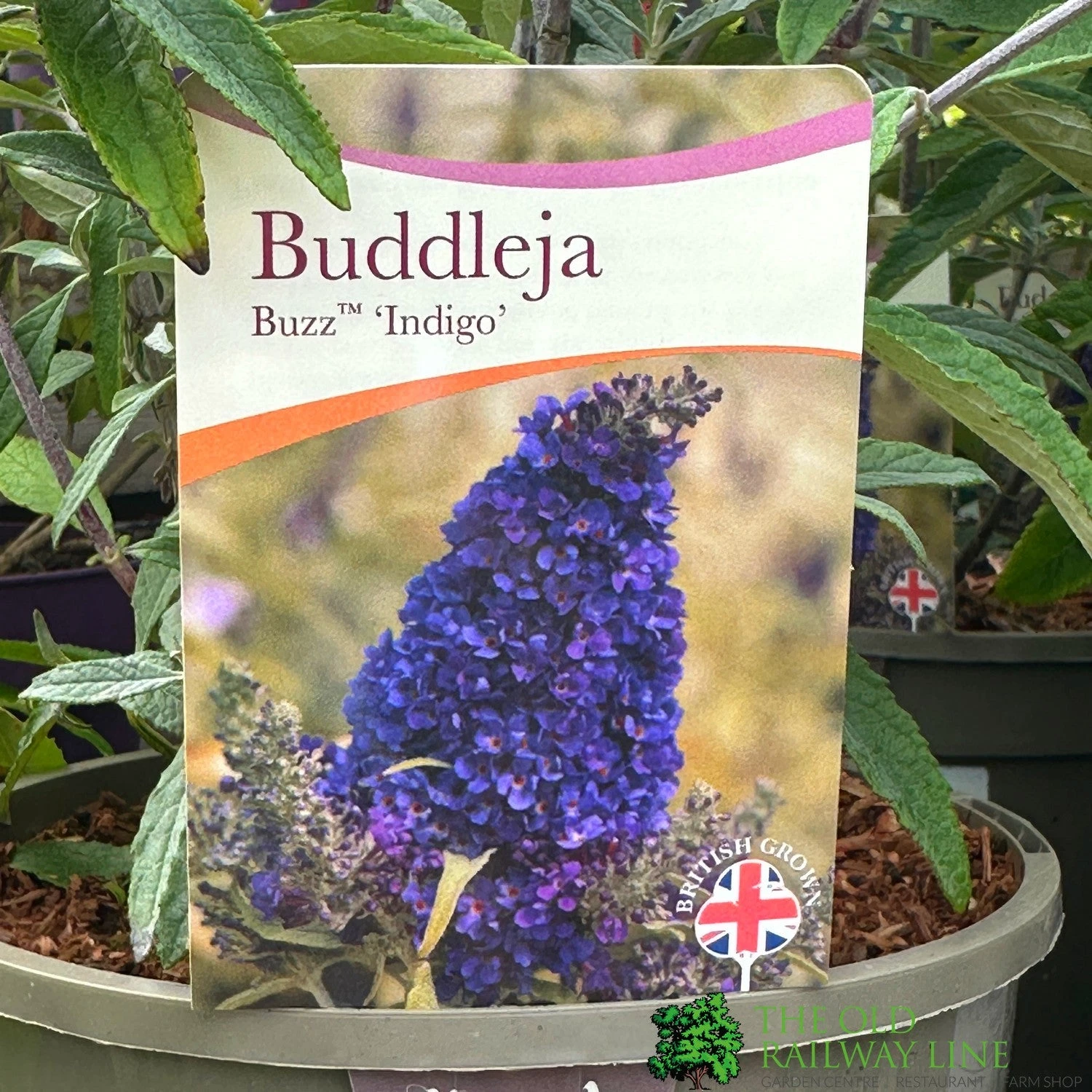 Buddleja Buzz 'Indigo' Plant 3Ltr Pot 3 Buddleja Buzz 'Indigo' Plant 3Ltr Pot