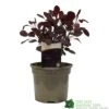 Cotinus 'Lilla' Smoke Bush 3Ltr Pot -Water N Plants Sales Store 5050704486568 52a2b756 8831 4e1e b286 991d8fe6385f