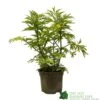 Sambucus Nigra 'Golden Tower' Elder Tree 3Ltr Pot 2 Sambucus Nigra 'Golden Tower' Elder Tree 3Ltr Pot -Water N Plants Sales Store 5050704583229