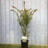 Taxus Baccata Common Yew Plant 2 Ltr -Water N Plants Sales Store 5050704602722