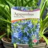 Agapanthus 'Pitchoune Blue' Plant 2Ltr Pot -Water N Plants Sales Store 5050704604788 26ea92d2 5d2b 48da b063 10784f78180a