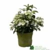 Hydrangea 'Runaway Bride' Plant 3Ltr Pot -Water N Plants Sales Store 5050704637069 90834b77 23de 4095 8358 3af3053ca686