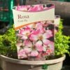 Pink Ground Cover Rose 'Rosa Cutie Pie' 3Ltr Pot 1 Pink Ground Cover Rose 'Rosa Cutie Pie' 3Ltr Pot -Water N Plants Sales Store 5050704637588
